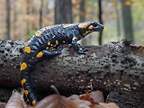 salamandra škvrnitá