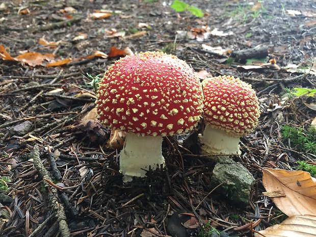 muchotrávka červená Amanita muscaria (L.) Lam.