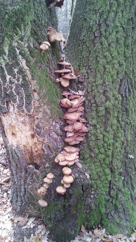 podpňovka obyčajná Armillaria mellea (Vahl) P. Kumm.