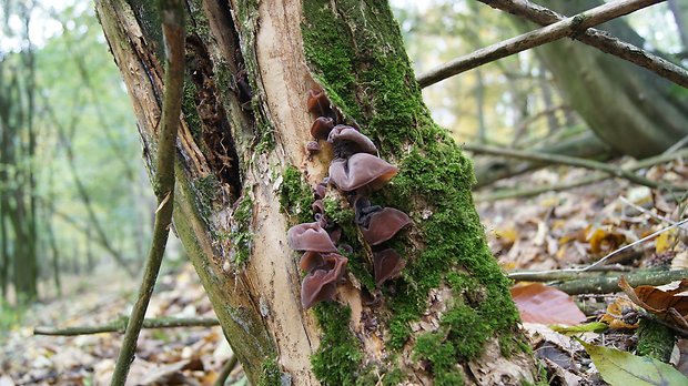 uchovec bazový Auricularia auricula-judae (Bull.) Quél.