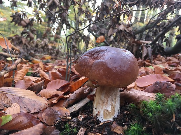 hríb smrekový Boletus edulis Bull.