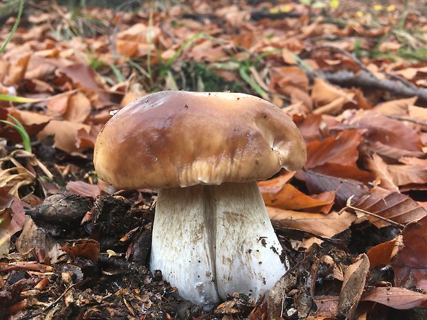 hríb smrekový Boletus edulis Bull.