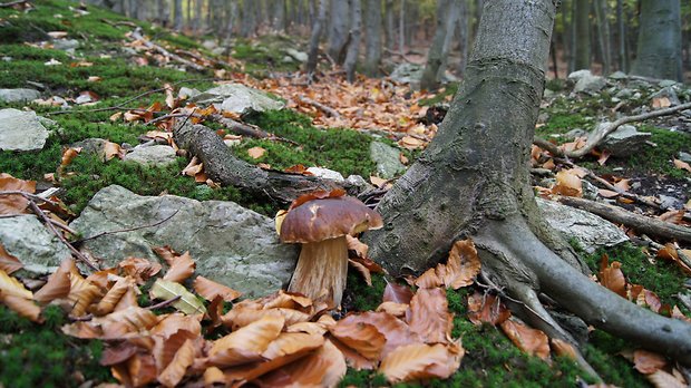 hríb smrekový Boletus edulis Bull.