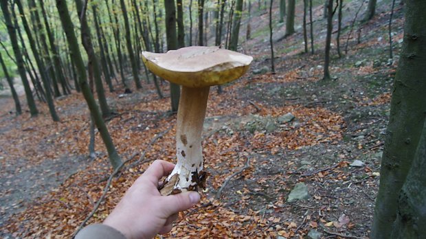 hríb smrekový Boletus edulis Bull.