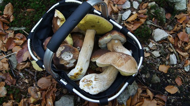 hríb smrekový Boletus edulis Bull.