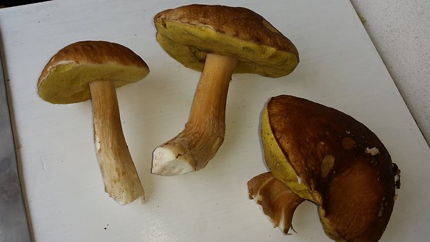 hríb dubový Boletus reticulatus Schaeff.