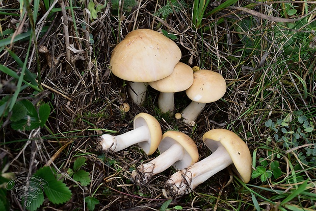 čírovnica májová Calocybe gambosa (Fr.) Donk