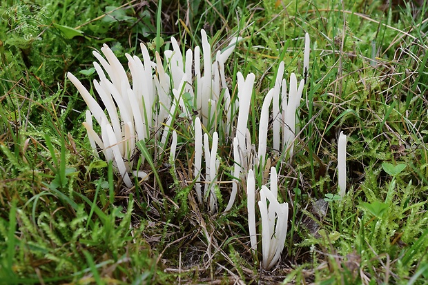 kyjačik lámavý Clavaria fragilis Holmsk.