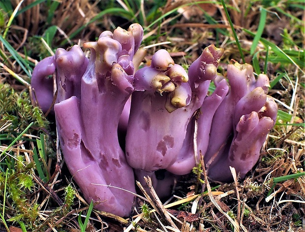 kyjačik Zollingerov Clavaria zollingeri Lév.