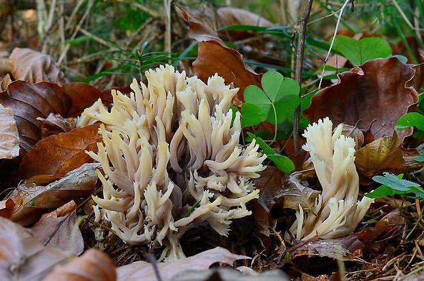 konárovka popolavá Clavulina cinerea (Bull.) J. Schröt.