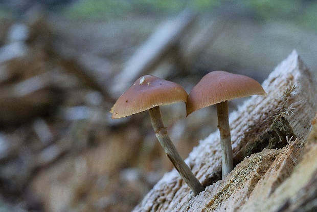 kapucňovka okrovohnedastá Galerina marginata (Batsch) Kühner