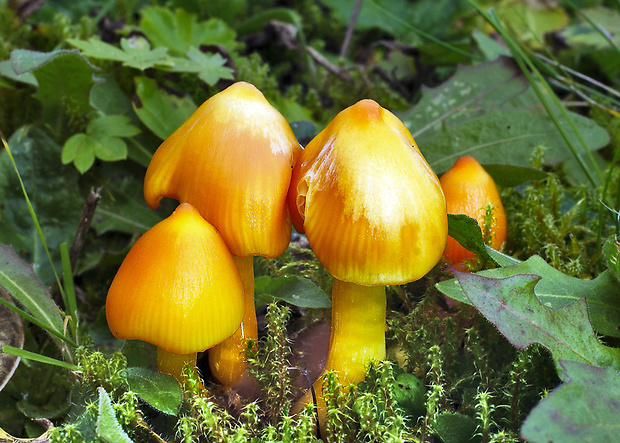 lúčnica oranžová Hygrocybe aurantiosplendens R. Haller Aar.