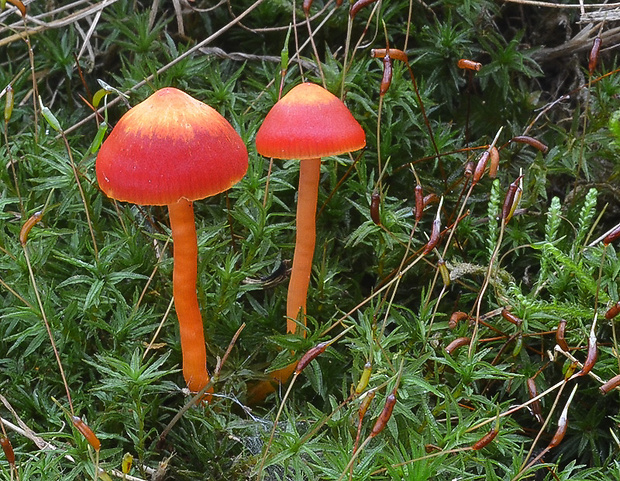 lúčnica Hygrocybe sp.