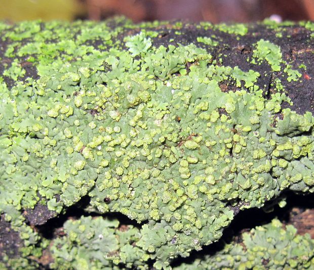 Hyperphyscia adglutinata (Flörke) H. Mayrhofer & Poelt