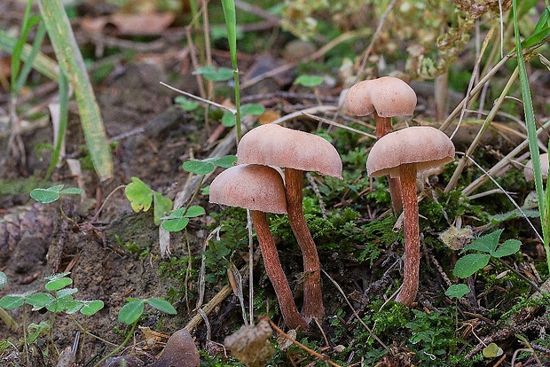 lakovka Laccaria sp.