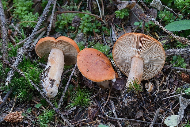 rýdzik pomarančový Lactarius aurantiacus (Pers.) Gray