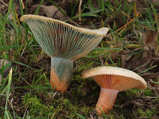 rýdzik oranžovokrvavý Lactarius semisanguifluus R. Heim & Leclair