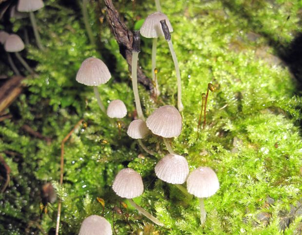 prilbička Mycena sp.