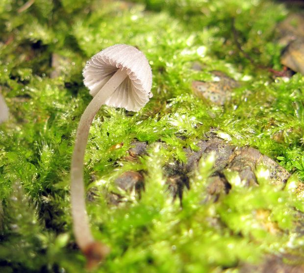 prilbička Mycena sp.