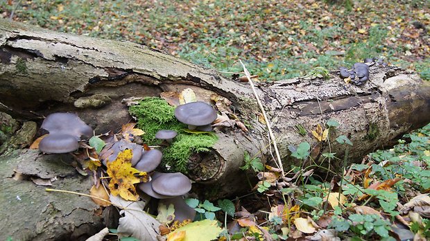 hliva ustricovitá Pleurotus ostreatus (Jacq.) P. Kumm.