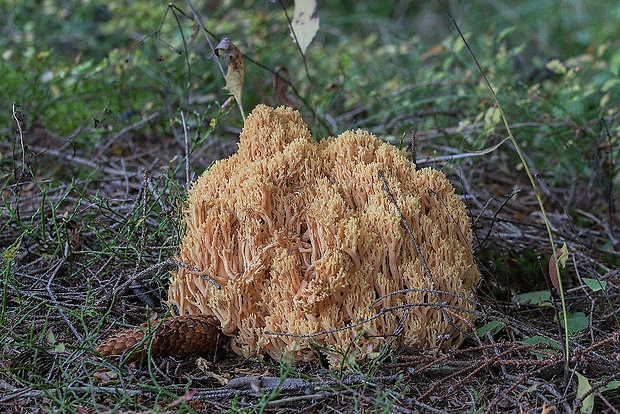 strapačka Ramaria sp.