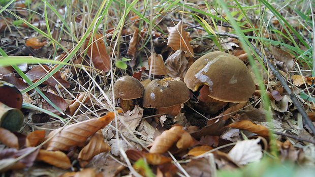 hríb zrnitohlúbikový Sutorius luridiformis (Rostk.) G. Wu & Zhu L. Yang