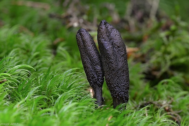 žezlovka srnková Tolypocladium ophioglossoides (J.F. Gmel.) Quandt, Kepler & Spatafora