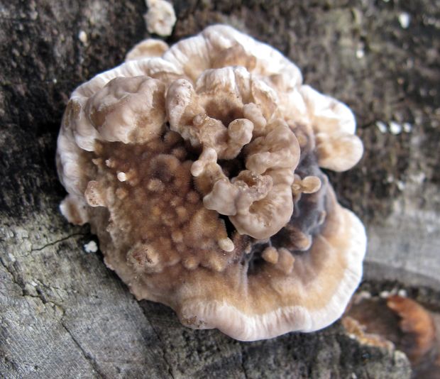 trúdnikovec Trametes sp.