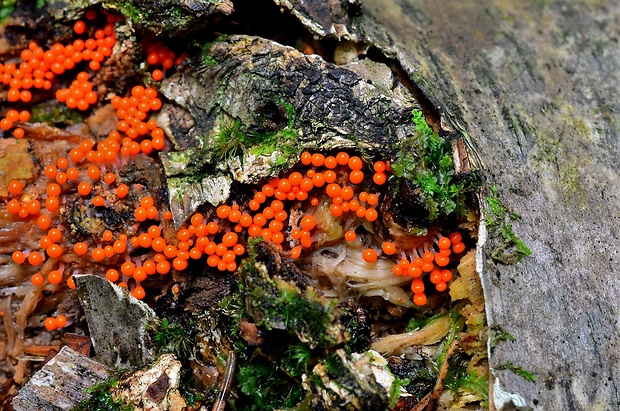 vlasnačka Trichia sp.