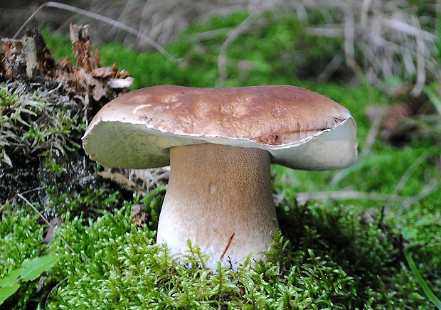 hríb smrekový Boletus edulis Bull.