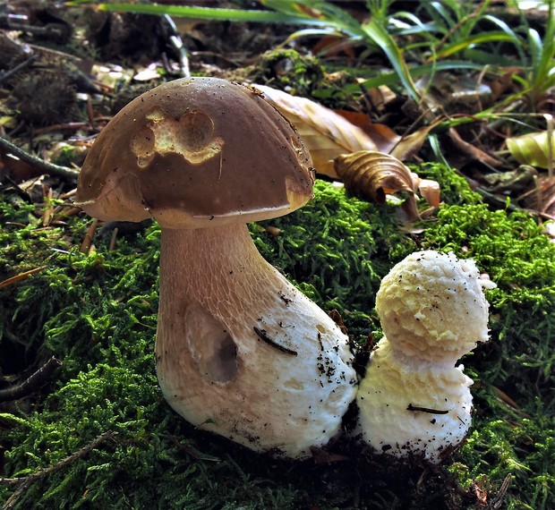 hríb smrekový Boletus edulis Bull.