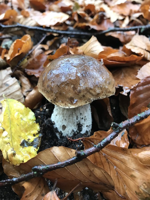 hríb smrekový Boletus edulis Bull.