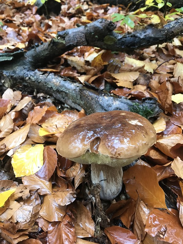 hríb smrekový Boletus edulis Bull.