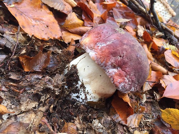 hríb sosnový Boletus pinophilus Pil. et Dermek in Pil.