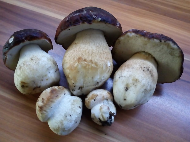 hríb sosnový Boletus pinophilus Pil. et Dermek in Pil.