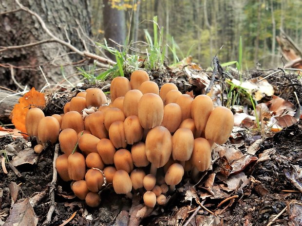 hnojník Coprinus sp.