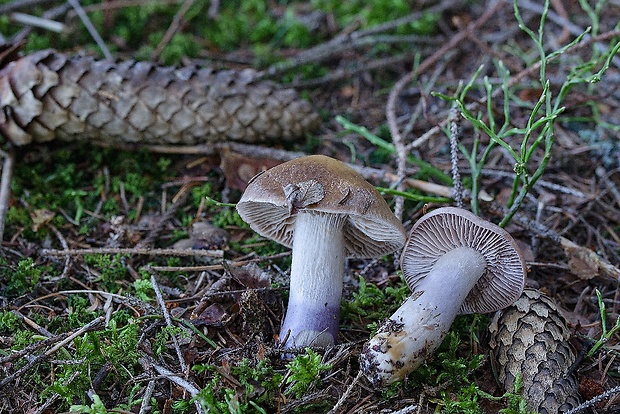 pavučinovec Cortinarius sp.