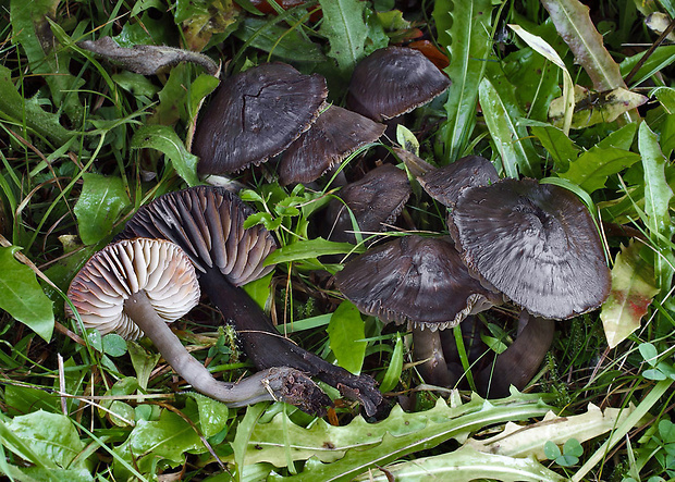 lúčnica ovčia Hygrocybe ovina (Bull.) Kühner