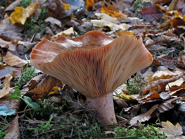 rýdzik pravý Lactarius deliciosus (L.) Gray