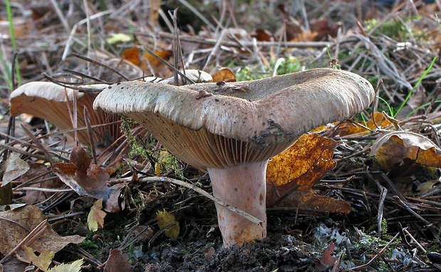 rýdzik oranžovokrvavý Lactarius semisanguifluus R. Heim & Leclair