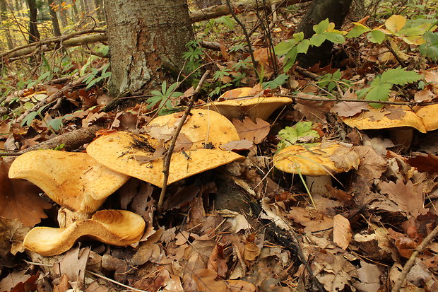 rýdzik Lactarius sp.