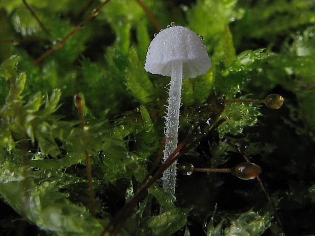 prilbička Mycena corynephora Maas Geest.