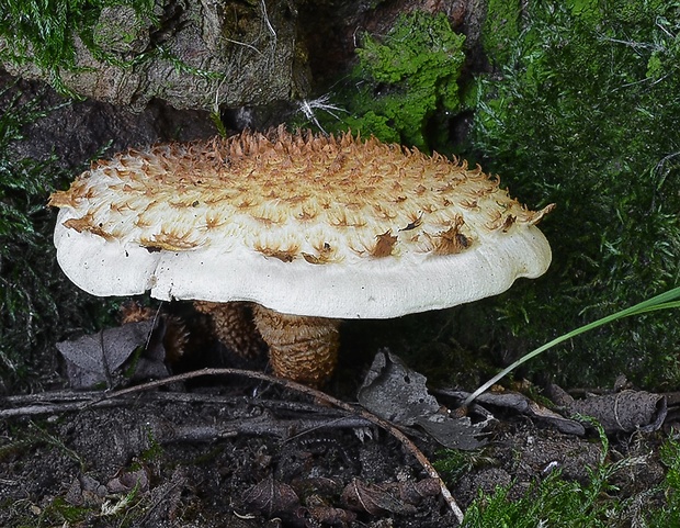 šupinovka bledookrajová Pholiota squarrosoides (Peck) Sacc.