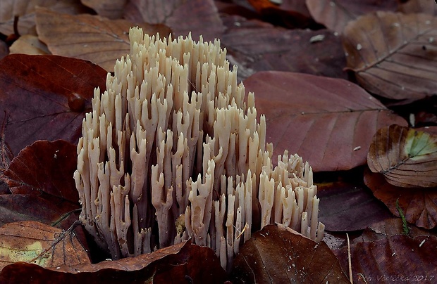 strapačka vzpriamená Ramaria stricta (Pers.) Quél.