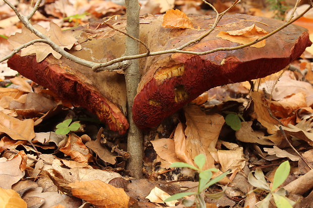 hríb zrnitohlúbikový Sutorius luridiformis (Rostk.) G. Wu & Zhu L. Yang