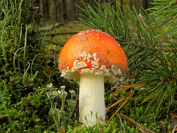 muchotrávka červená Amanita muscaria (L.) Lam.