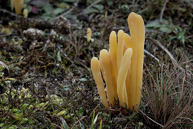 kyjačik Clavaria argillacea Pers.