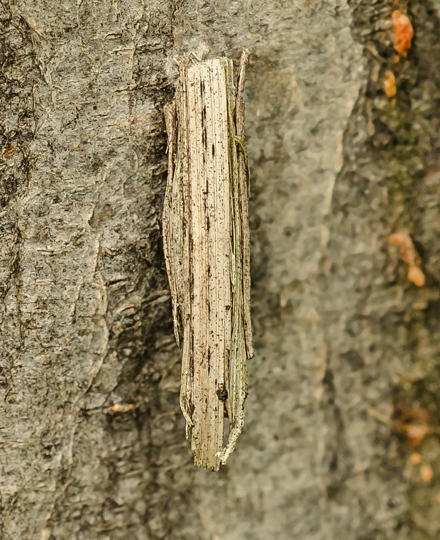 rúrkovec Coleophoridae sp. húsenica