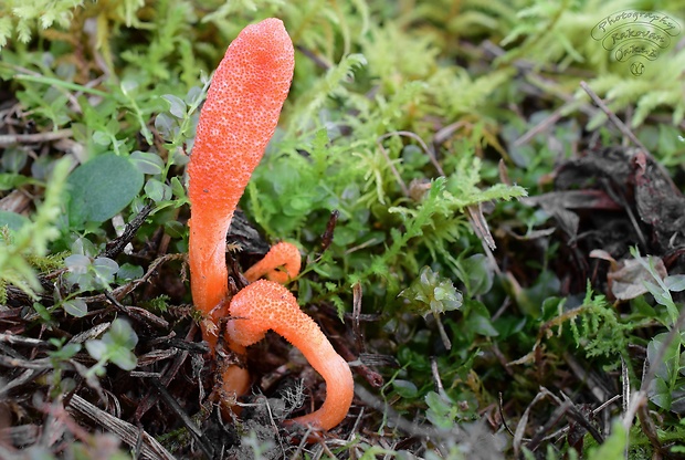 žezlovka hmyzová Cordyceps militaris (Fr.) Link