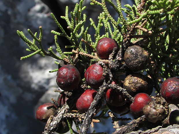 jalovec fénický Juniperus phoenicea